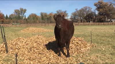 Rocky the steer standing in a grassy field at Heritage Farm.