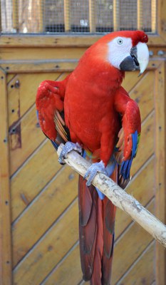 A macaw.