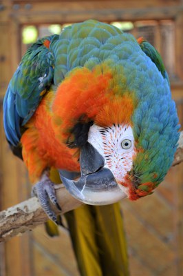 A close up of a macaw.