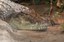 Saltwater crocodile