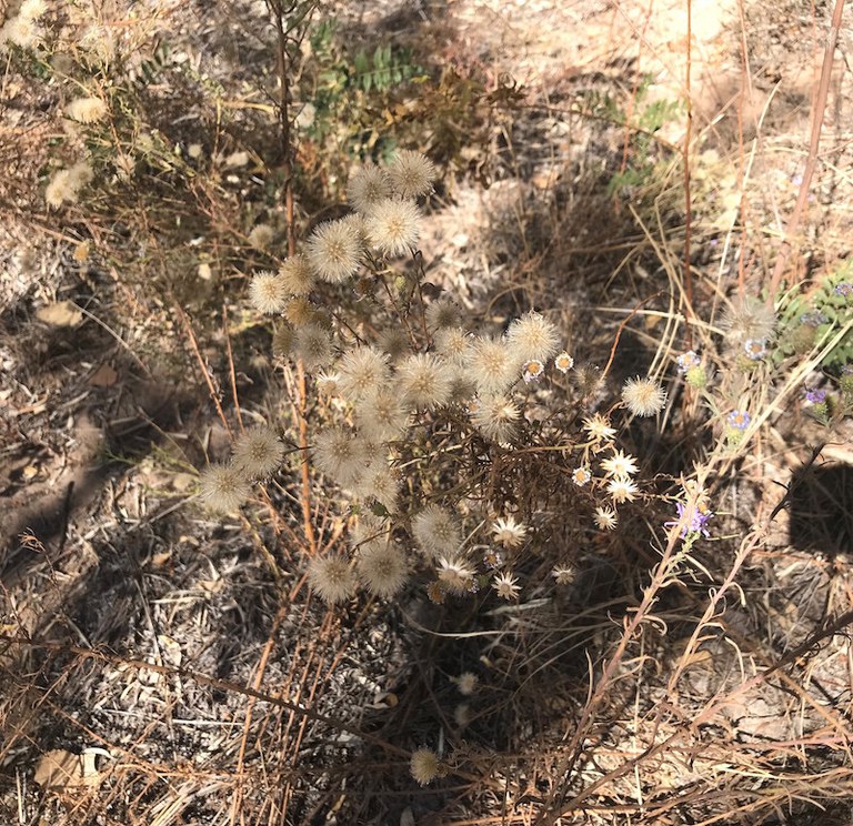 A small cluster of flowers that have gone to seed.