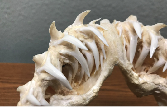 A shark's jaw bone and teeth.