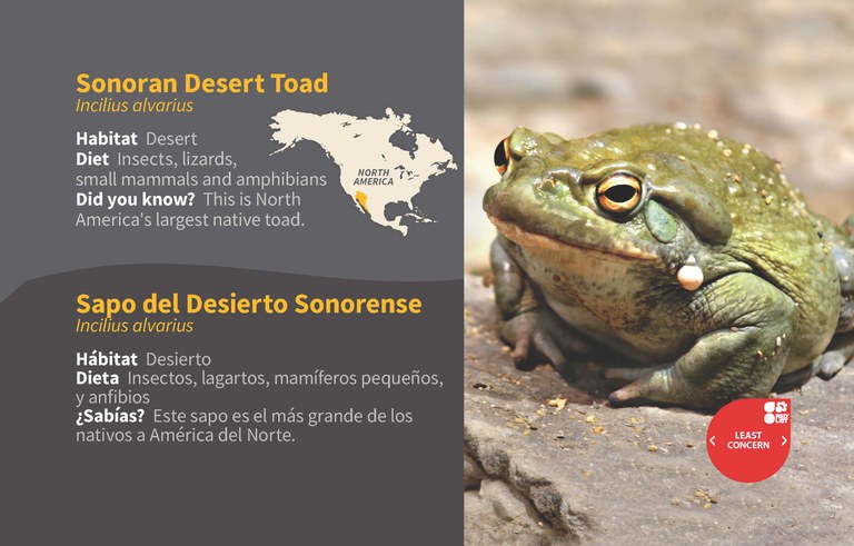 Sonoran Desert Toad ID 2020