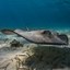 Southern Stingray Headshot Aquarium Yearbook