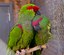 Thick-billed parrot couple