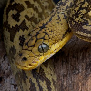 Timor Python Headshot 