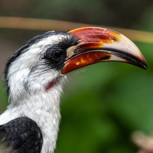 Von der Decken's Hornbill Headshot