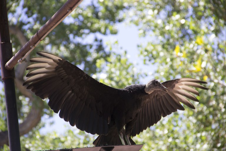 A vulture perched on a small flat stand opens up its wings.