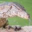 Water Monitor Lizard Headshot Animal Yearbook