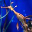 Weedy Seadragon Headshot Aquarium Yearbook