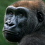 Western Lowland Gorilla Headshot Animal Yearbook