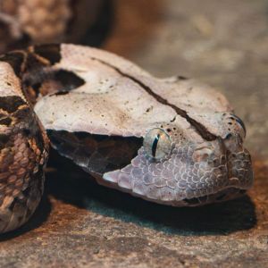 Western Gaboon Viper Headshot