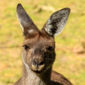 Western Gray Kangaroo Headshot 