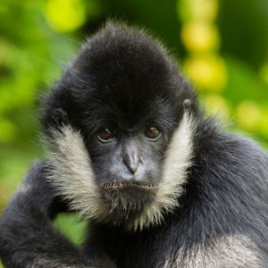 White-cheeked Gibbon Headshot