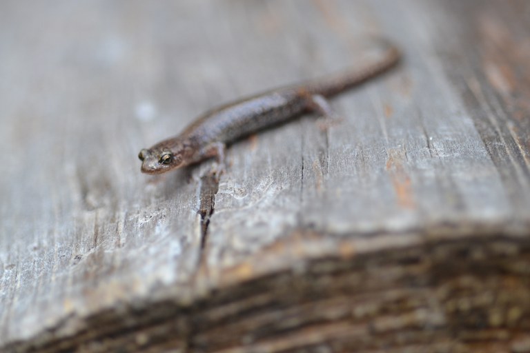 Sacramento Mountain salamander. Photo by Clare Steinberg.