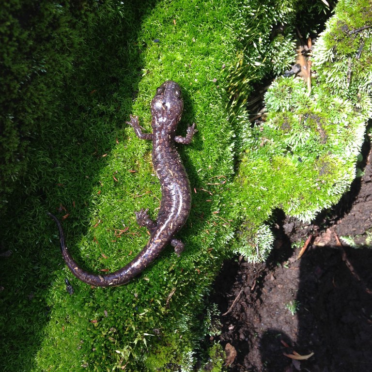 Sacramento Mountain salamander on lichen. Clare Steinberg photo