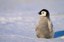 10 Cool Facts About Penguins