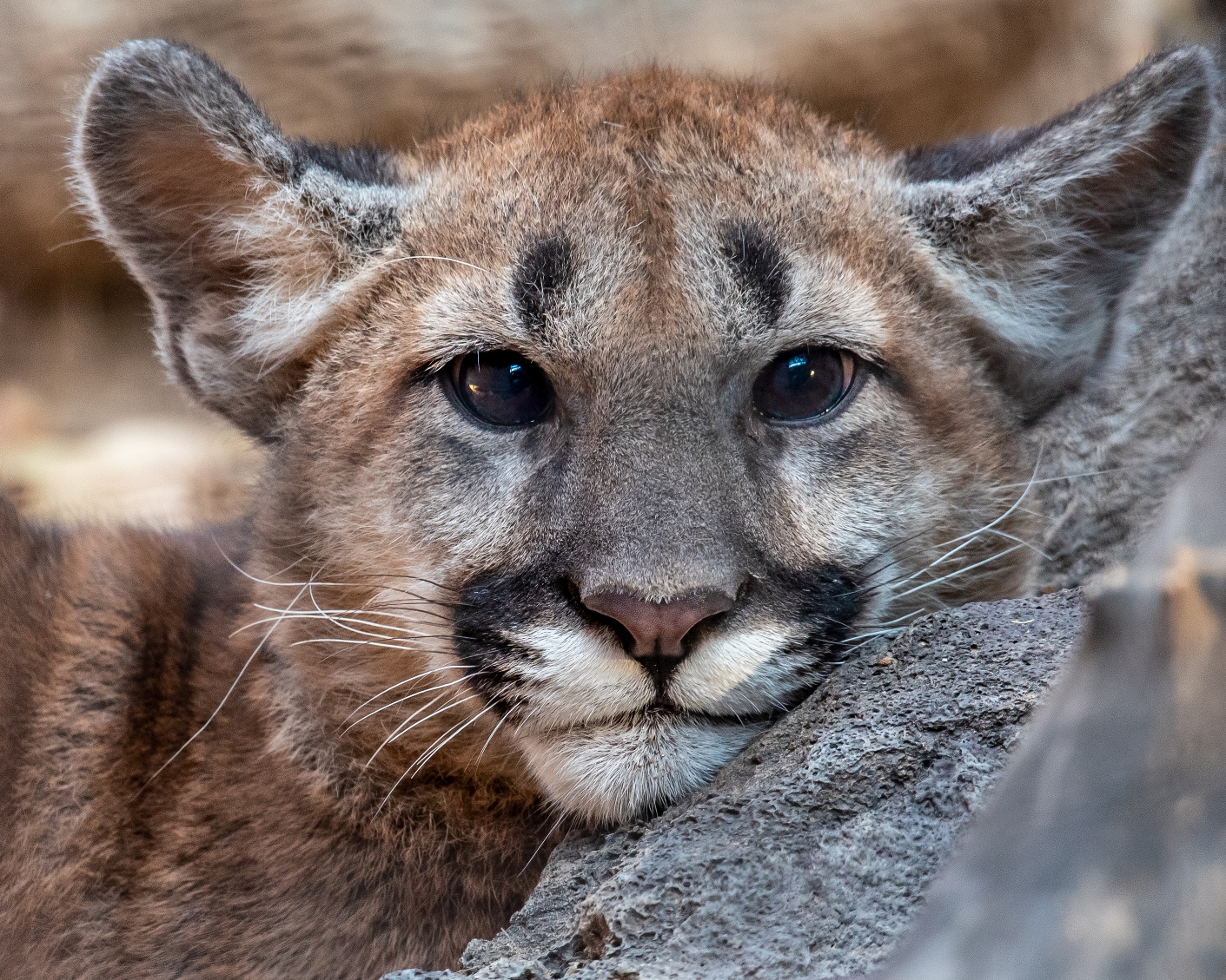 Two New Mountain Lions At The Zoo City Of Albuquerque