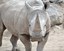 A Fond Farewell to Chopper: Sending off Our Beloved Rhino