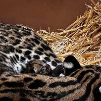 A Spot of Hope: ABQ BioPark Welcomes Ocelot Kitten