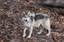 ABQ BioPark Continues Legacy to Conserve  New Mexico Native Mexican Gray Wolves