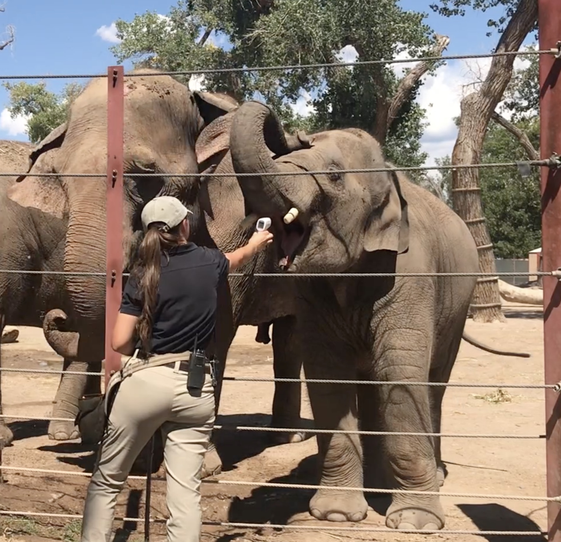 ABQ BioPark Elephant Tests Positive for EEHV — City of Albuquerque