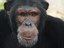 ABQ BioPark grieves the loss of Thunder the chimpanzee