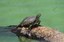 ABQ BioPark helping to save rare New Mexico turtles