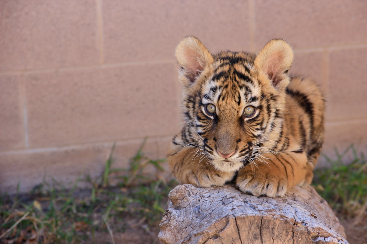 ABQ BioPark Helps to Rescue Tiger Cub — City of Albuquerque
