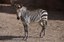 ABQ BioPark Says Goodbye to Genade the Hartmann's mountain zebra