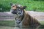 ABQ BioPark Says Goodbye to Penari the Malayan Tiger, Welcomes His Brother Bunga