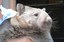 ABQ BioPark Says Goodbye to Womona the Wombat