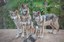 In Boost to Conservation of Endangered Species, ABQ BioPark's Wolf Pack to Be Released Into the Wild