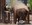 Albert the Asian Elephant Successfully Completes Tuberculosis Treatment at the ABQ BioPark