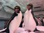 Baby Macaroni Penguins on the Way!