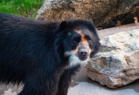 Ben the Bear Arrives at the ABQ BioPark