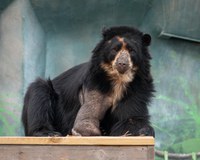 BioPark’s Andean bear recovering after surgery