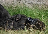 Critically Endangered Western Lowland Gorilla Born at the ABQ BioPark