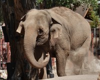 Elephant Birth Watch Begins at ABQ BioPark Zoo