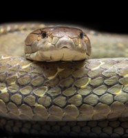 Carl, the iconic King Cobra, dies