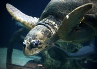 ABQ BioPark Aquarium favorite, Mimi the sea turtle, has died