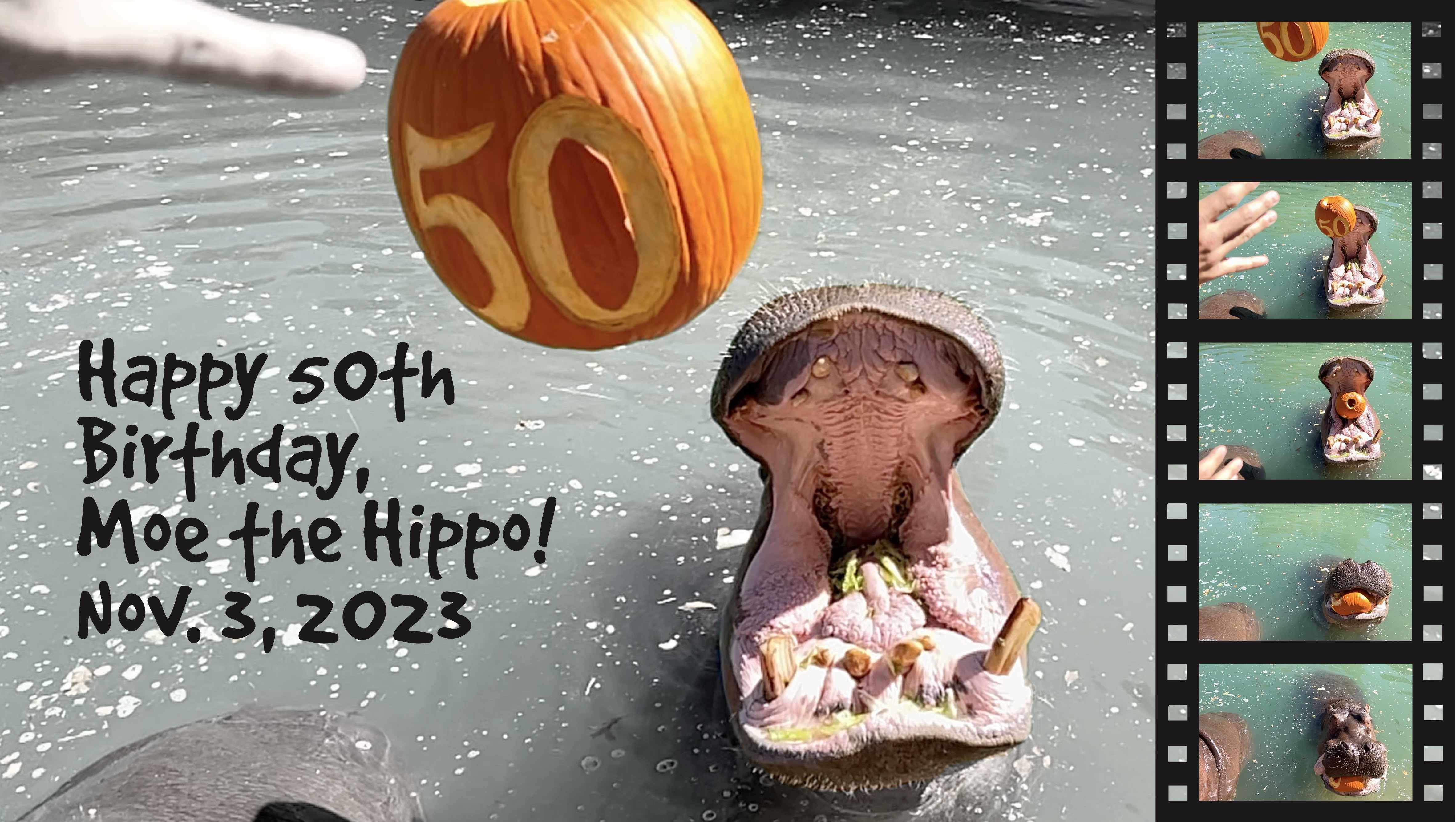 Moe the Hippo gets a new pool for his 50th birthday! — City of Albuquerque