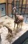 New Baby Giraffe at the ABQ BioPark Zoo