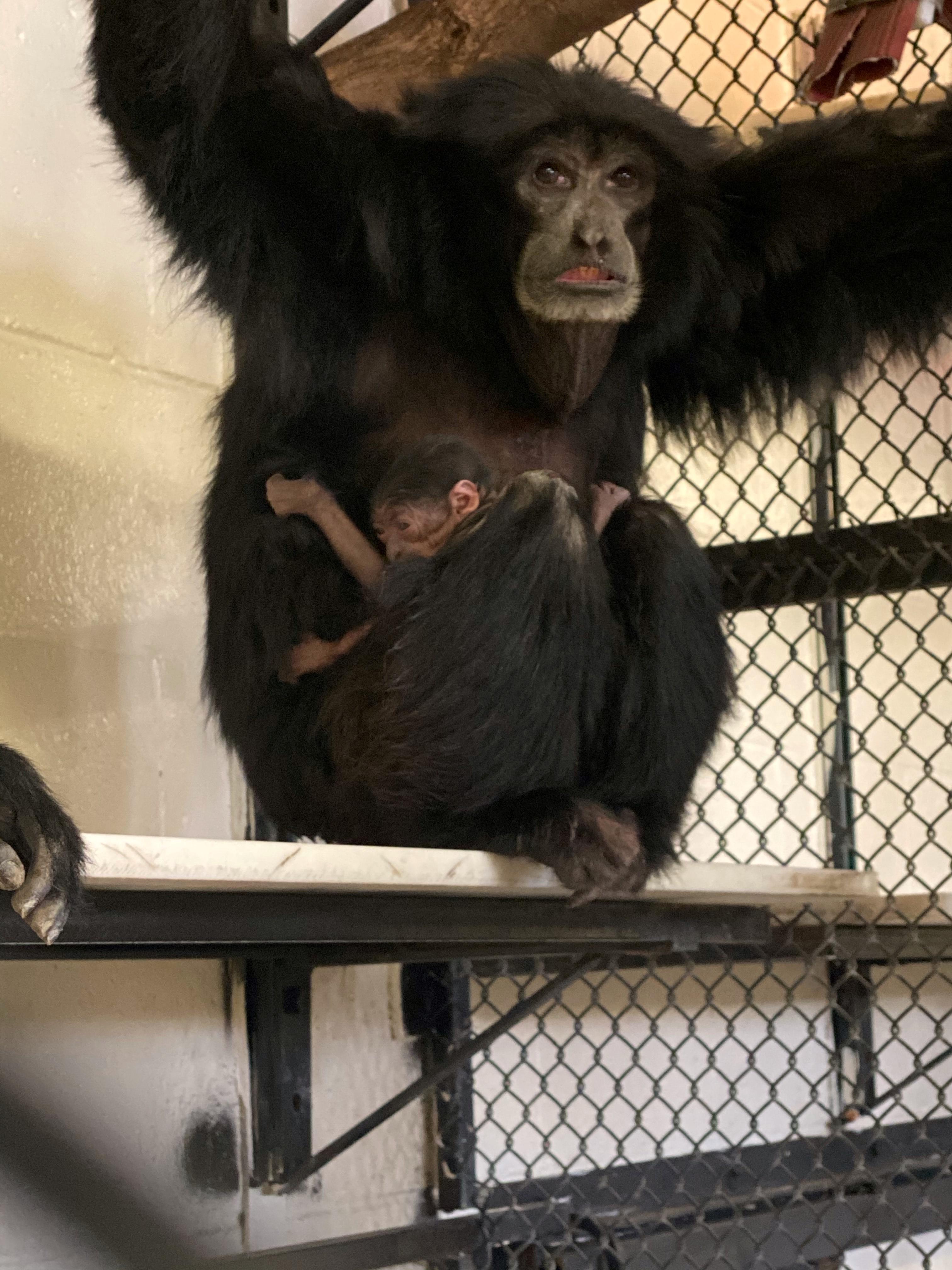 New Siamang Baby at the ABQ BioPark Zoo — City of Albuquerque