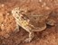 New Texas Horned Lizards