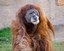 Orangutan Update