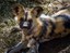 Puzzle the African Painted Dog Succumbs to Cancer