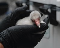 The ABQ BioPark’s Bird Care Team Welcomed an American Flamingo Chick