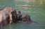 Zoo Partners With TriCore Reference Laboratories for Elephant Prenatal Care