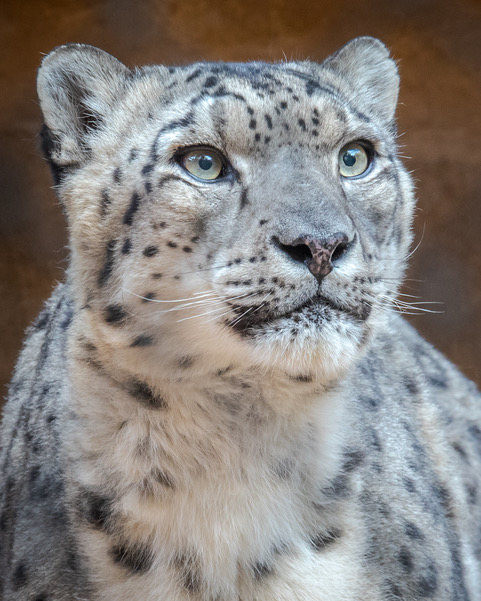 Zoo Says Goodbye to Azeo the Snow Leopard — City of Albuquerque